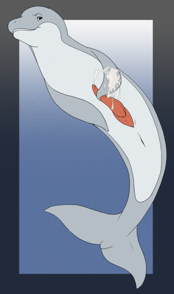 Flipper (RYC) cover