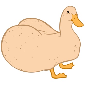 Birds cover