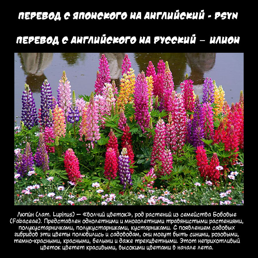 Lupinus | Люпин page 7 full