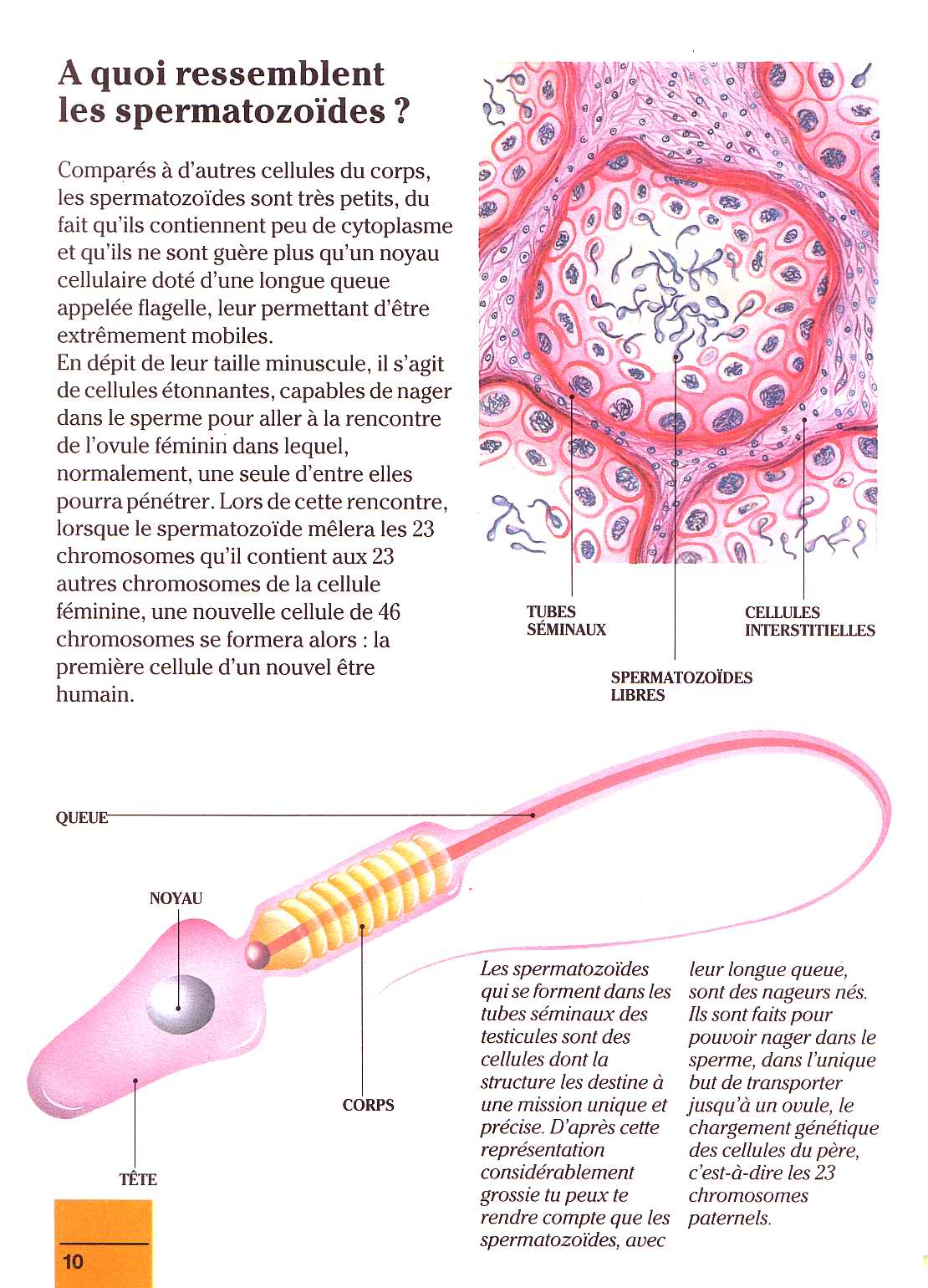 il etait un fois la vie - la naissance 1 page 10 full