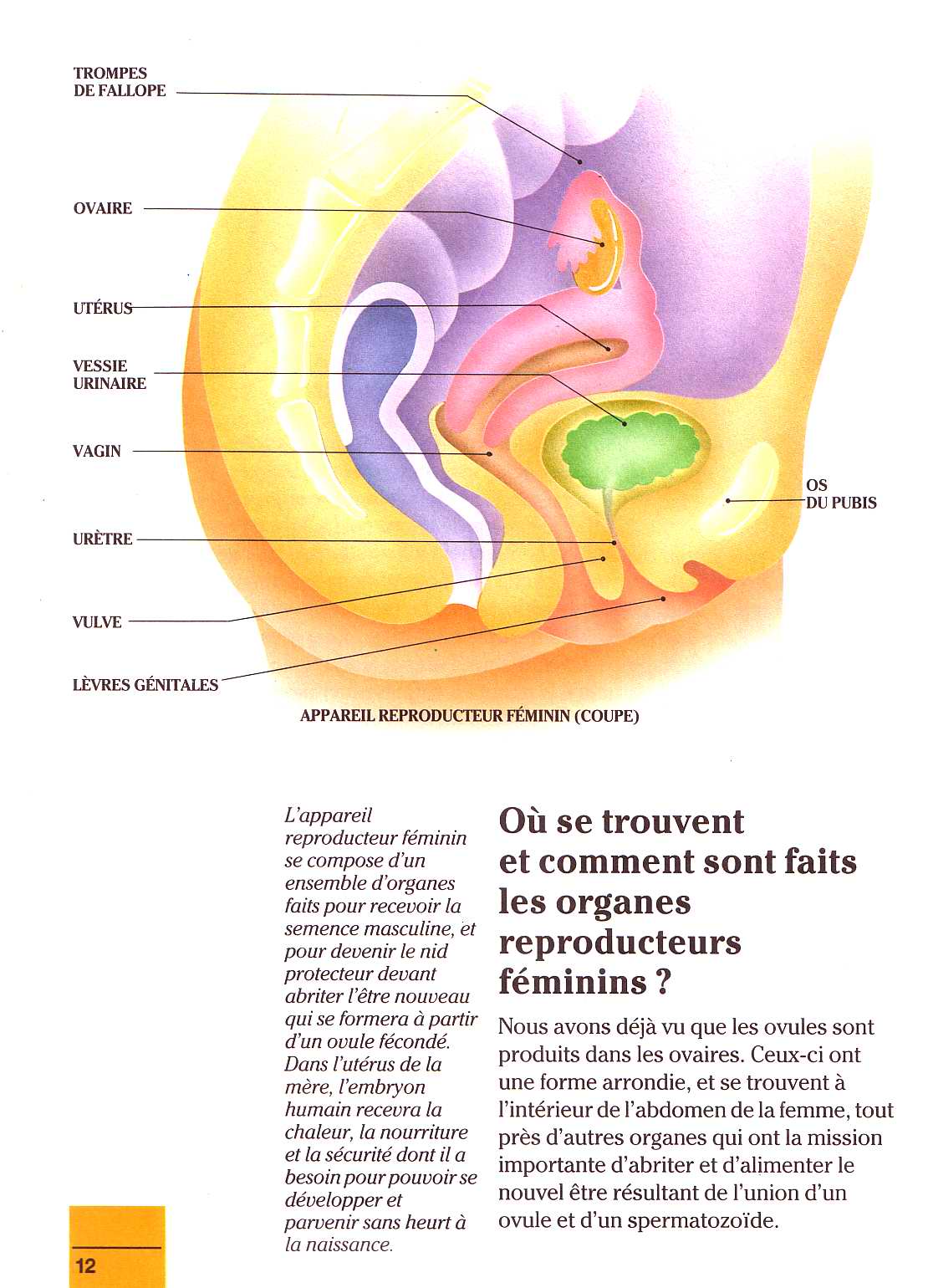 il etait un fois la vie - la naissance 1 page 12 full